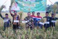 PANEN: Bupati Blora, Arief Rohman bersama Pertamina saat panen padi organik hasil binaan Program CSR Pertamina EP Asset 4 Field Cepu Zona 11, di Desa Sidorejo, Kecamatan Kedungtuban, Blora, Kamis (26/10/2023).