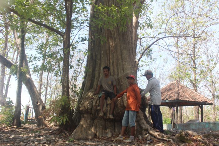 Jati Denok