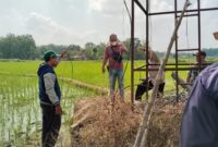 TKP: Lokasi meninggalnya Kepala Desa Gombang, Kecamatan Bogorejo, Kabupaten Blora, Jawa Tengah, Suwarjan yang meninggal dunia di sawah akibat tersengat listrik, Jumat (10/5/2024) sekitar pukul 06.00 WIB. 