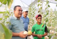 Kebun Melon Green House Ala Girli Farm 